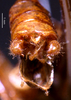CollectionObject 1503140; 8115cc8d-7147-4be5-9c05-3e6f10653b3f: male cerci (holotype). (CollectionObject).