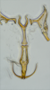 Aedeagus, ventral view: (Observation).