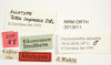 CollectionObject 1574112; NHRS 13611, 7e9e5d12-0ccc-4ca1-93e0-1ed67dc5ac0e: male, labels (allotype). (CollectionObject).