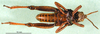 CollectionObject 1501182; 63ab444e-972b-4266-b67c-79a4e0055edd: male, ventral view (lectotype). (CollectionObject).