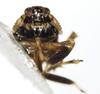 Head: !! display not done !! on Pissonotus flabellatus (Ball, 1903): (Observation).