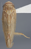 Habitus, dorsal view: !! display not done !! on Chlorotettix (Chlorotettix) nimbuliferus (Berg, 1884): Dorsal. (Observation).