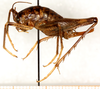 CollectionObject 1499660; 36cdc385-d035-41d5-abd3-aacd58ad1b3b: female, lateral view (allotype). (CollectionObject).