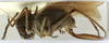 CollectionObject 1539599; ee236bd3-b7a9-45a9-9416-108170474e66: female, lateral view (holotype). (CollectionObject).