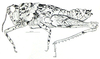 Cumainocloidus cordillerae Bruner, 1913: Fig. 10. female habitus. (Otu).