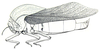 Physophorina livingstonii Westwood, 1874: Fig. 28.1. male (body length 70-81 mm, pronotum 38-43 mm, tegmina 65-71 mm). (Otu).