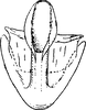 Aedeagus, ventral view: Aedeagus, ventral view. (Observation).