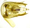 Genital capsule, ventral view on Carapona eximia (DeLong & Freytag, 1975): Male [DZRJ]: genital capsule, dorsal view. (Observation).