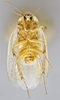 CollectionObject 1569224; 67139dc2-f11d-468f-a2f0-e942bd3fdd5f: Photo by Heidi Hopkins. Holotype, adult male, ventral habitus. (CollectionObject).