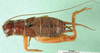CollectionObject 1567476; c21b082f-e0cc-4b04-9077-33cf01a0753f: female, dorsal view. (CollectionObject).