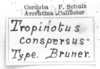 CollectionObject 1523823; 50603291-1ff8-4f1a-a557-26d2f029e872: Image Carbonell, C.S. labels (syntype of Tropidonotus conspersus). (CollectionObject).