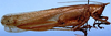 CollectionObject 1522263; 29555f51-9b7f-48b8-a578-9477605f030a: female, lateral view (holotype). (CollectionObject).