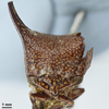 Head: !! display not done !! on Hemikyptha punctata (Fabricius, 1775): (Observation).