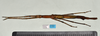 CollectionObject 1598194; QM T246604, f25ba443-f74d-4cfe-b81a-ad7eb39949d7: copyright QM. female, dorsal view (holotype) [NB old data label incorrectly states 'paratype']. (CollectionObject).