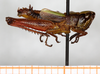 male, lateral view (holotype). Depicts CollectionObject 1499472; 06991e63-b93d-4848-a3ba-eb91323316ba, a CollectionObject.