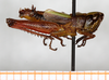 CollectionObject 1499472; 06991e63-b93d-4848-a3ba-eb91323316ba: male, lateral view (holotype). (CollectionObject).