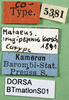 CollectionObject 1500441; cd479579-53af-46a4-b2bb-41f2d7035c70: male labels (syntype of Mataeus longipennis). (CollectionObject).