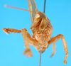 CollectionObject 1567523; 5d91869a-c3de-4764-a319-c7149260b3b4: female, caudal view. (CollectionObject).