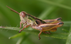CollectionObject 1514809; 3013082b-616b-4e3a-8540-14b5f6553baf: male (paratype). (CollectionObject).