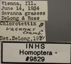 Other: !! display not done !! on Chlorotettix vacuna Crumb, 1915: Labels. (Observation).