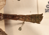CollectionObject 1561351; 5bb91549-42e0-493b-ad8a-35ec29170b34: copyright UMO. male: end of abdomen, dorsal view (holotype). (CollectionObject).
