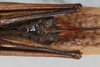 CollectionObject 1506571; 4fd186a4-53fa-4871-880a-8920df8cf498: female, ventral view (syntype). (CollectionObject).