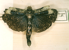 CollectionObject 1561368; cf9a3b88-5ed7-48b1-ad09-c899143fad3e: copyright MLUH, Halle. female (syntype). (CollectionObject).