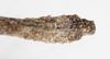 CollectionObject 1558172; 8948cf4d-207b-4e67-b86b-569924ea49cf: copyright NMW, Vienna. male: end of abdomen, dorsal view (syntype). (CollectionObject).;CollectionObject 1558173; 08870ce4-b04c-4543-a31f-b1409d0348f5: copyright NMW, Vienna. male: end of abdomen, dorsal view (syntype). (CollectionObject).