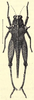 CollectionObject 1503945; 51d78018-d0bf-4dae-84d2-76e7cdabaa38: holotype. (CollectionObject).