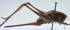 CollectionObject 1517126; b06a344d-517c-4280-9fb2-640decf47f49: female habitus, lateral view (holotype). (CollectionObject).