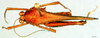 CollectionObject 1500858; 85ab7483-2a45-40be-97a5-1c0febbe3fba, DORSA D052XM02: male, dorsal view (lectotype). (CollectionObject).