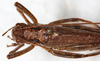 CollectionObject 1531905; e22effd1-71b1-4887-989a-ca6bff1a9fb9: male, dorsal view (holotype). (CollectionObject).