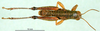 CollectionObject 1501307; f5261c29-1914-4ae2-ba55-cb7885476066: male, dorsal view (holotype). (CollectionObject).