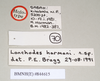 CollectionObject 1559452; NHMUK(SF IMPORT DUPLICATE) 844615, 4335eae1-0020-4e6d-843f-fe6cfbd4fa9e: copyright Natural History Museum, London. female, data labels (holotype). (CollectionObject).