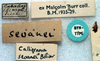 CollectionObject 1516789; 593d6b97-417c-414f-831d-0f27aa4a3604: labels (syntype of Ephippiger seoanei). (CollectionObject).