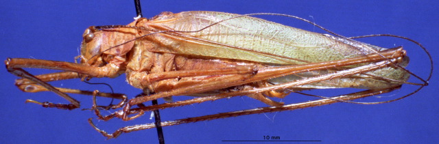 male, lateral view. Depicts CollectionObject 1520522; df7e50ca-e06e-411f-b122-f7e565f97ad1, a CollectionObject.