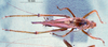 CollectionObject 1507381; 03a7b484-05ba-4f84-ba5c-2c7fe4da692c: male habitus dorsal view (holotype). (CollectionObject).