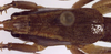 Requena baraya Rentz, 2001: male pronotum dorsal (paratype). (Otu).
