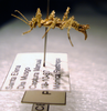 CollectionObject 1563947; bb05e758-6b39-47e8-a8bc-0bf51701beb7: copyright CEUA Medellín. female, lateral view (holotype). (CollectionObject).