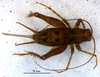 CollectionObject 1581474; 717257a7-4440-423f-9958-704b25fb0463: female habitus (paratype). (CollectionObject).