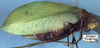 CollectionObject 1517342; 721bf50c-733e-4396-b82c-c9c6eb583702: female, lateral view (holotype of Phrixa schumanni). (CollectionObject).