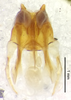 CollectionObject 1523747; f1a8ae68-265e-4836-8ba2-0db312d09a32: male genitalia, dorsal view (holotype). (CollectionObject).