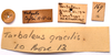 CollectionObject 2704311; CNMS 169, ec871f59-a3ba-4dab-8791-b02583a40db7, CNMS 169: labels (paratype). (CollectionObject).