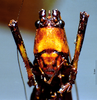 CollectionObject 1516494; NNM 3224738, cda4604d-81c0-4f1b-be02-ca2799281151: male frons. (CollectionObject).