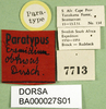 CollectionObject 1594831; 353bf4d5-a388-4b02-8013-f152572dcdfd: labels (paratype). (CollectionObject).