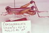 CollectionObject 1541300; af35edf9-a068-441c-9391-e2accc5d5b3b: Image Carbonell, C.S. male (holotype). (CollectionObject).
