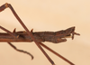 CollectionObject 1557782; NMW 64, d8b62e4c-4907-4032-8861-f888a6d85a22: copyright NMW Vienna. male: end of abdomen, lateral view (holotype). (CollectionObject).