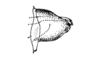 Jivarus americanus Giglio-Tos, 1898: aedeagus, dorsal view. (Otu).