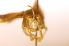 CollectionObject 1589296; 45c3ee4c-ea0b-4d1b-8f2e-ceec46a70713: male, frontal view (syntype). (CollectionObject).