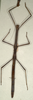 CollectionObject 1557828; 91c5cc64-746b-48a9-84f5-ac2c31d11e3d: copyright NMW, Vienna. female of synonym Carausius ribbei (syntype). (CollectionObject).